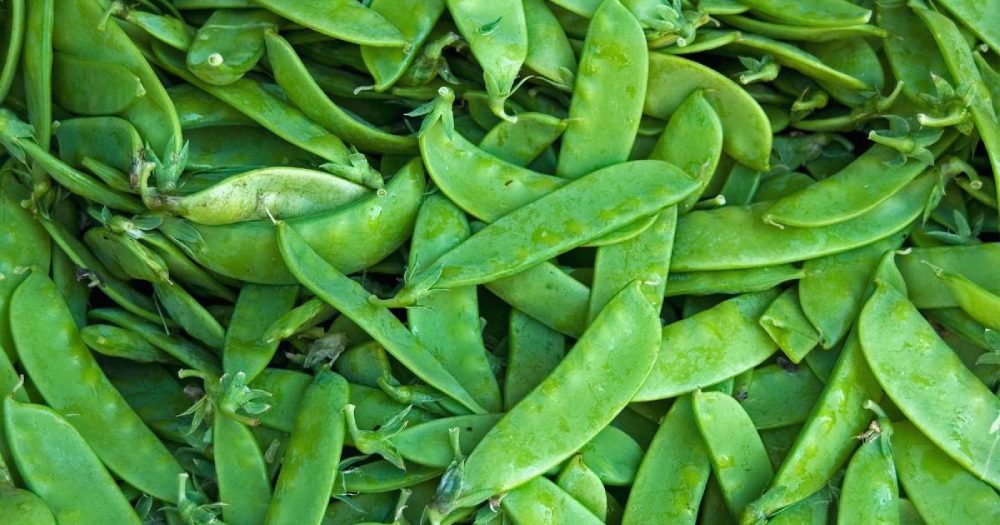 Sugar Snap Peas Alternative to Asparagus 
